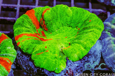 Ultra Bleeding Apple Scoly – (WYSIWYG)