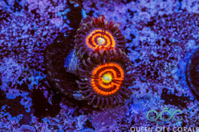 Everlasting Gobstopper Zoa – (WYSIWYG)
