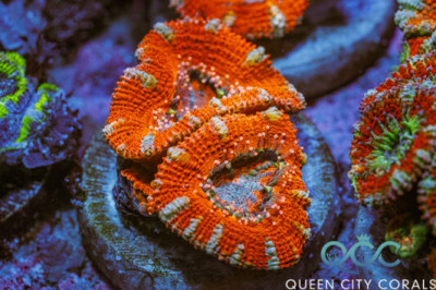Frosted Edge Acan – (WYSIWYG)