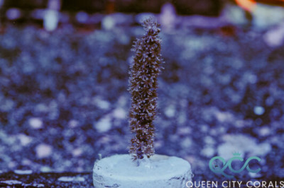 Grube’s Gorgonia – (WYSIWYG)