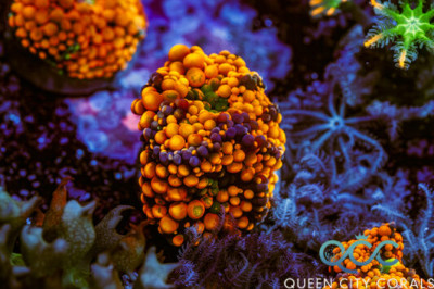 Orange Ricordea Mushroom – (WYSIWYG)