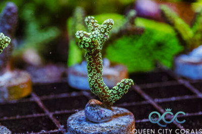 ORA Neon Green Birdsnest – (WYSIWYG)