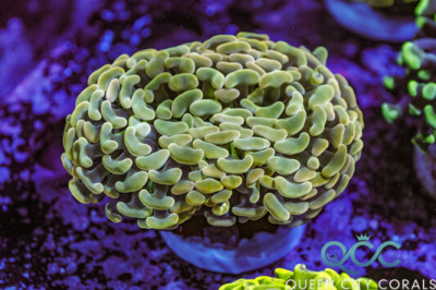 Aussie Gold Hammer – (WYSIWYG)