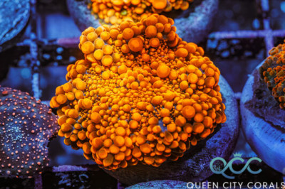 Orange Inferno Ricordea Yuma Mushroom – (WYSIWYG)