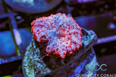 HOT Pink Discosoma Mushroom – (WYSIWYG)