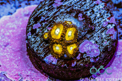 QCC Raichu Zoa – (WYSIWYG)