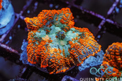 Aquasky Rhodactis Mushroom – (WYSIWYG)