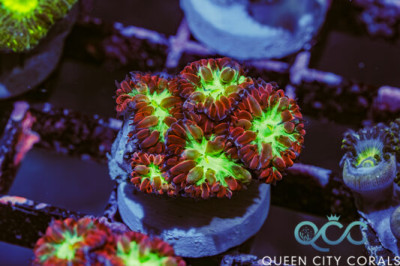 Blasto Merletti – (WYSIWYG)