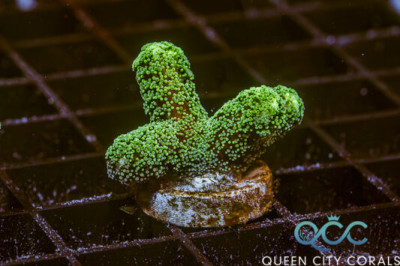 ORA Green Tip Orange Birdsnest – (WYSIWYG)