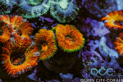 QCC Rainbow Tango Acan – (WYSIWYG)