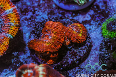 Iron Man Acan – (WYSIWYG)