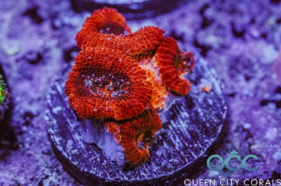 Red Mask Acan – (WYSIWYG)