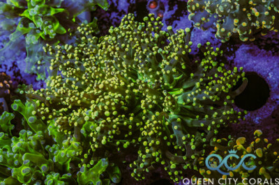 Bob Marley Octospawn – (WYSIWYG)