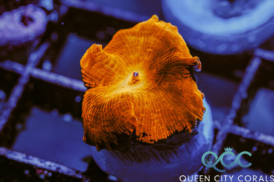 Iron Man Mushroom – (WYSIWYG)