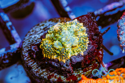 Galatic Bounce Rhodactis Mushroom – (WYSIWYG)