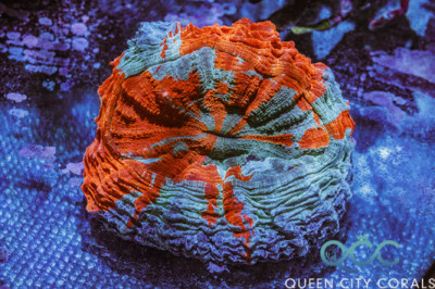 Shark Attack Acanthophyllia – (WYSIWYG)