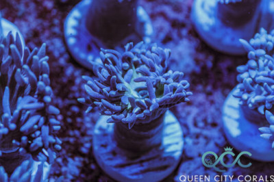 Icy Blue Duncan – (WYSIWYG)