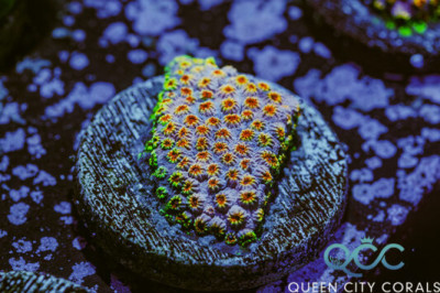 WWC Skittles Bomb Cyphastrea – (WYSIWYG)