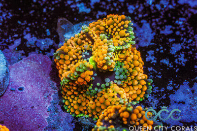 Orange Ricordea Mushroom – (WYSIWYG)