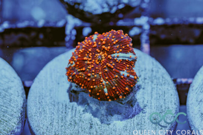 Red Interstellar Discosoma Mushroom – (WYSIWYG)