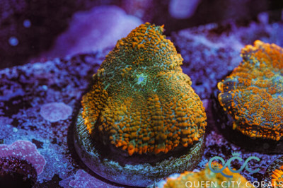 Lucky Charms Rhodactis Mushroom – (WYSIWYG)