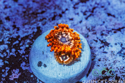 Utter Chaos Zoa – (WYSIWYG)