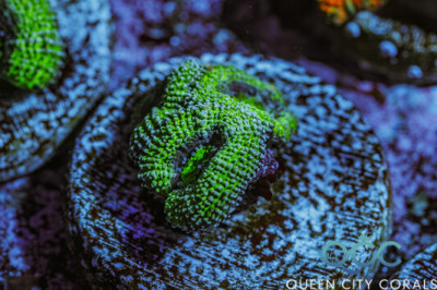 Soul Reaper Acan – (WYSIWYG)