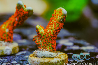 Forest Fire Montipora Digitata – (WYSIWYG)