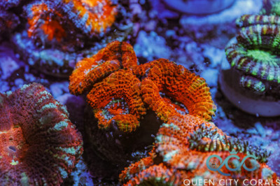 Orange Flambo Acan – (WYSIWYG)