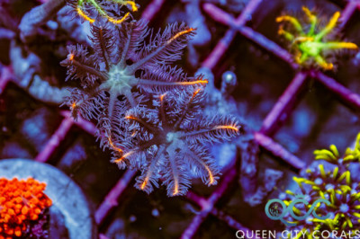 Mandarin Clove Polyps – (WYSIWYG)