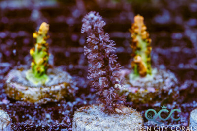 Grube’s Gorgonia – (WYSIWYG)