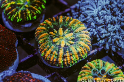 Ultra Lime Green Splatter Button Scoly – (WYSIWYG)
