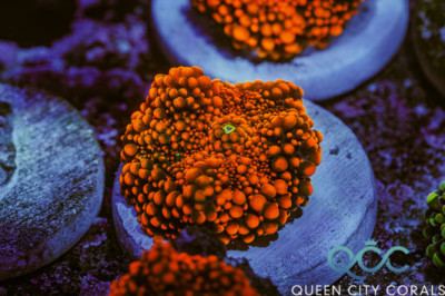 Dark Knight Ricordea Yuma Mushroom – (WYSIWYG)