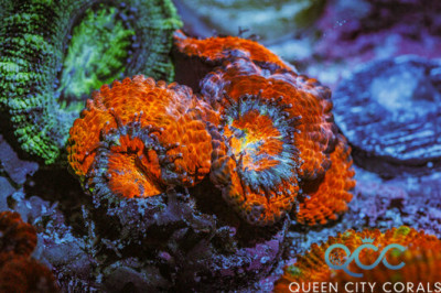 Puffy Red Acan – (WYSIWYG)
