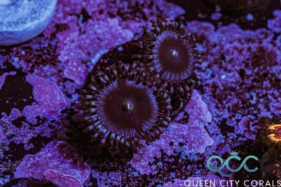 Blue Zombie Zoa – (WYSIWYG)