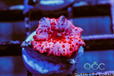 HOT Pink Discosoma Mushroom – (WYSIWYG)