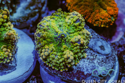 Sage Rush Ricordea Yuma Mushroom – (WYSIWYG)