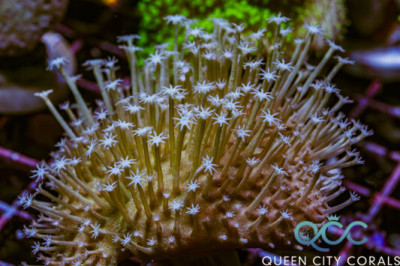 White Long Polyp Toadstool – (WYSIWYG)