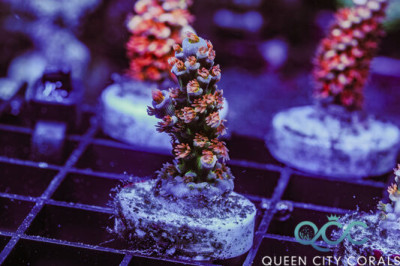 BC Laserlemon Acropora Tenuis – (WYSIWYG)