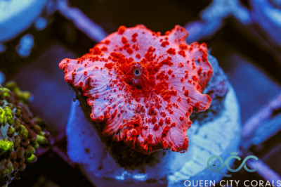 HOT Pink Discosoma Mushroom – (WYSIWYG)