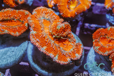 Frosted Edge Acan – (WYSIWYG)