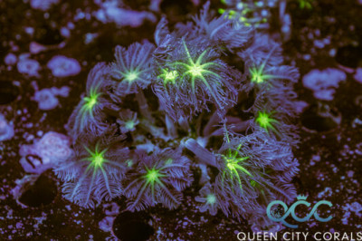 Neon Green Clove Polyp – (WYSIWYG)