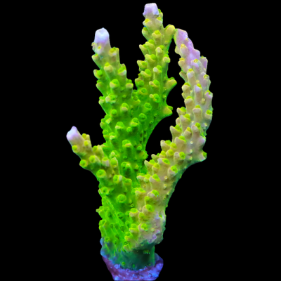 WYSIWYG XL Paletta Pink Tip Acropora SPS Frag