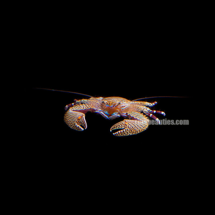 Porcelain Crab