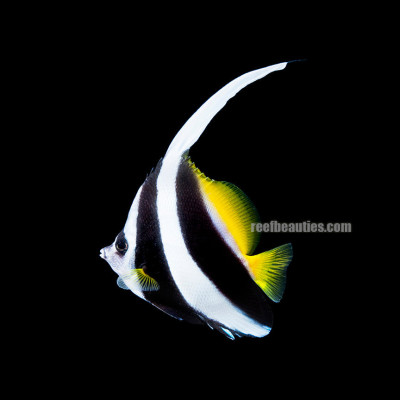 Heniochus Blk&white (Heniochus Acuminatus)