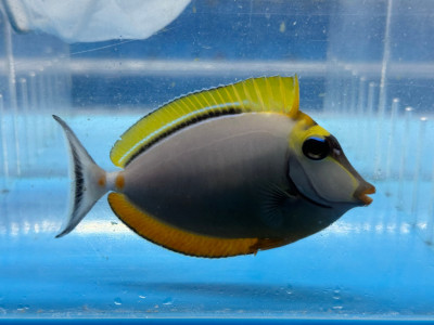 Blonde Naso Tang (Naso Elegans)