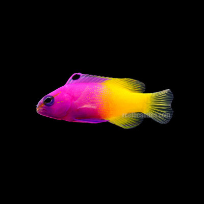 Royal Gramma (Gramma Loreto)