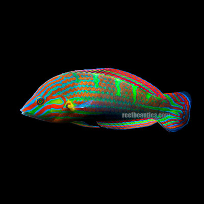 Wardley Wrasse Male Lg EXPERT (Halichoeres Melanurus)