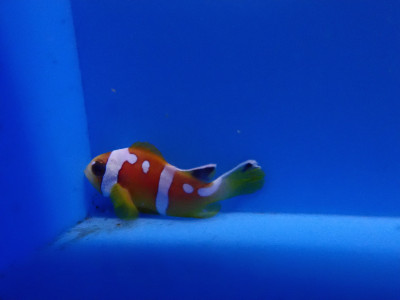 C/B Spotcinctus Clownfish (Amphiprion Bicinctus)