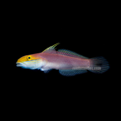 Bella Goby (Valenciennea Bella)